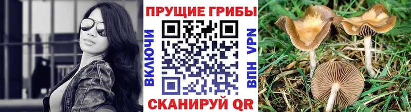 Купить где  Советский  Псилоцибиновые грибы MAGIC MUSHROOMS 